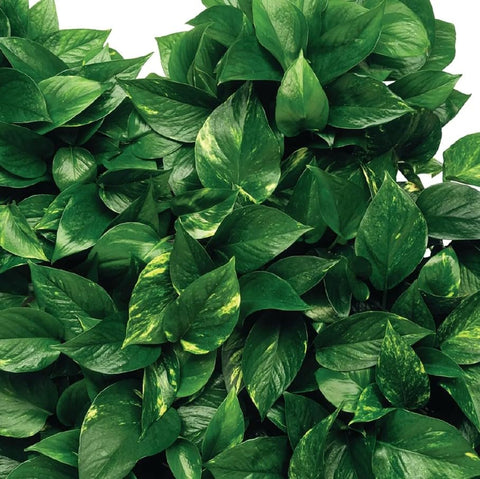 Jobe's Organics 5001T spikes in action for convenient plant care.