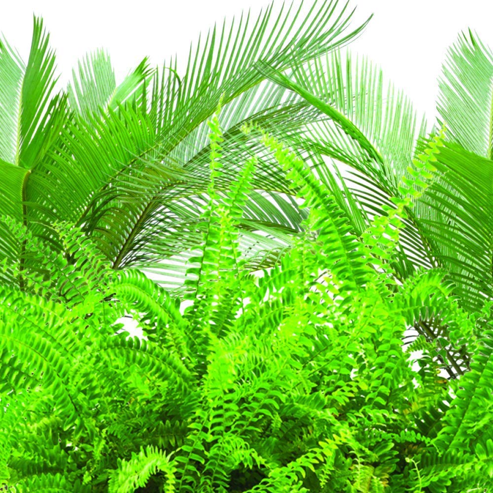 Jobe's Organics 2-pack 30-count fern and palm spikes ready for home planters
