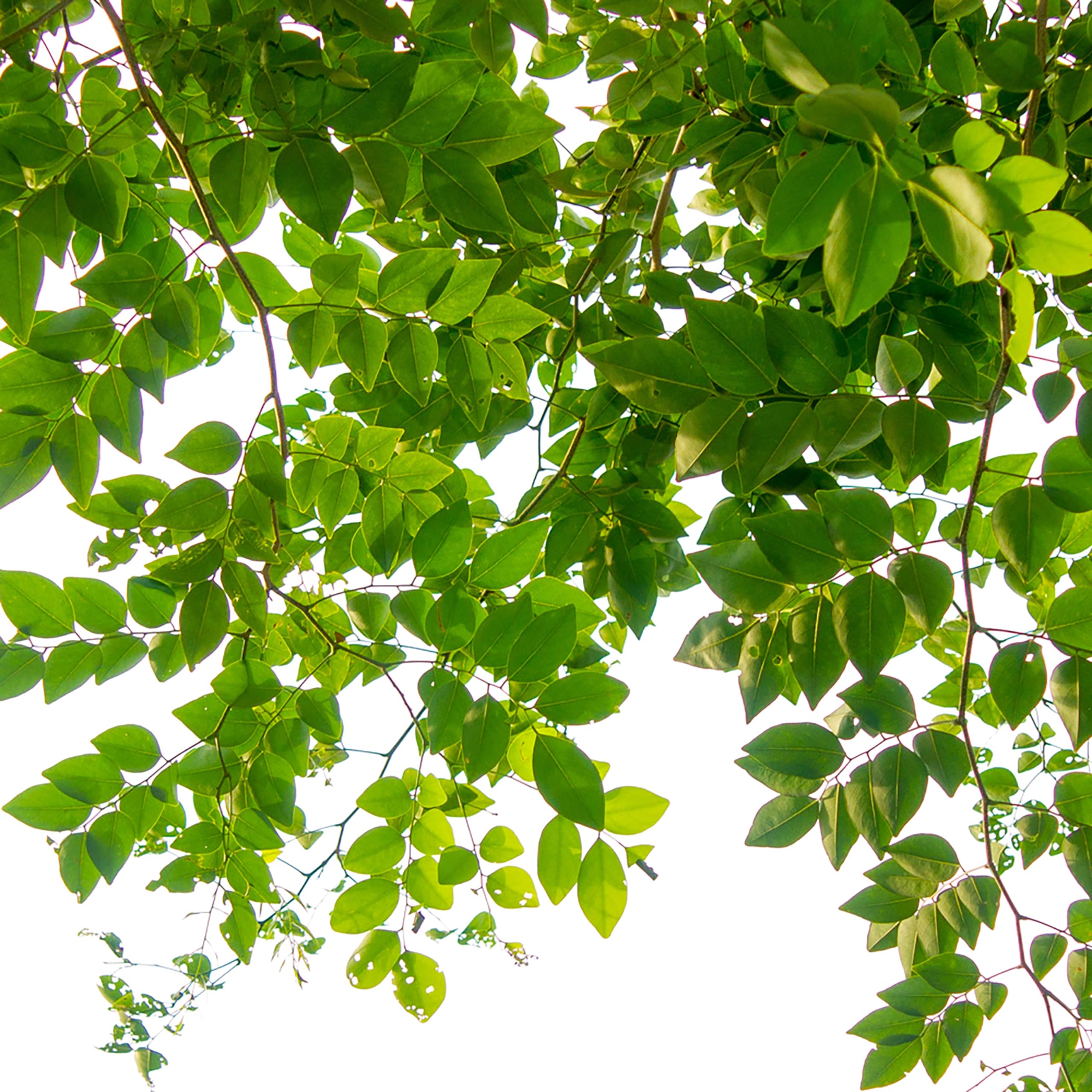 Jobe's Organics spikes support foliage color on boxwoods and dogwoods through season.