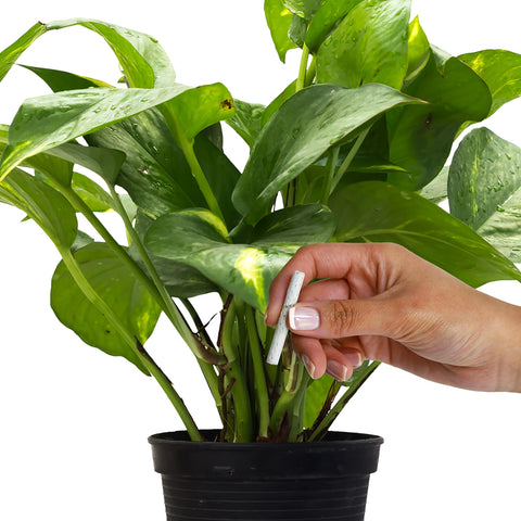 Indoor flowering plants benefit from Jobe's Organics feeding spikes