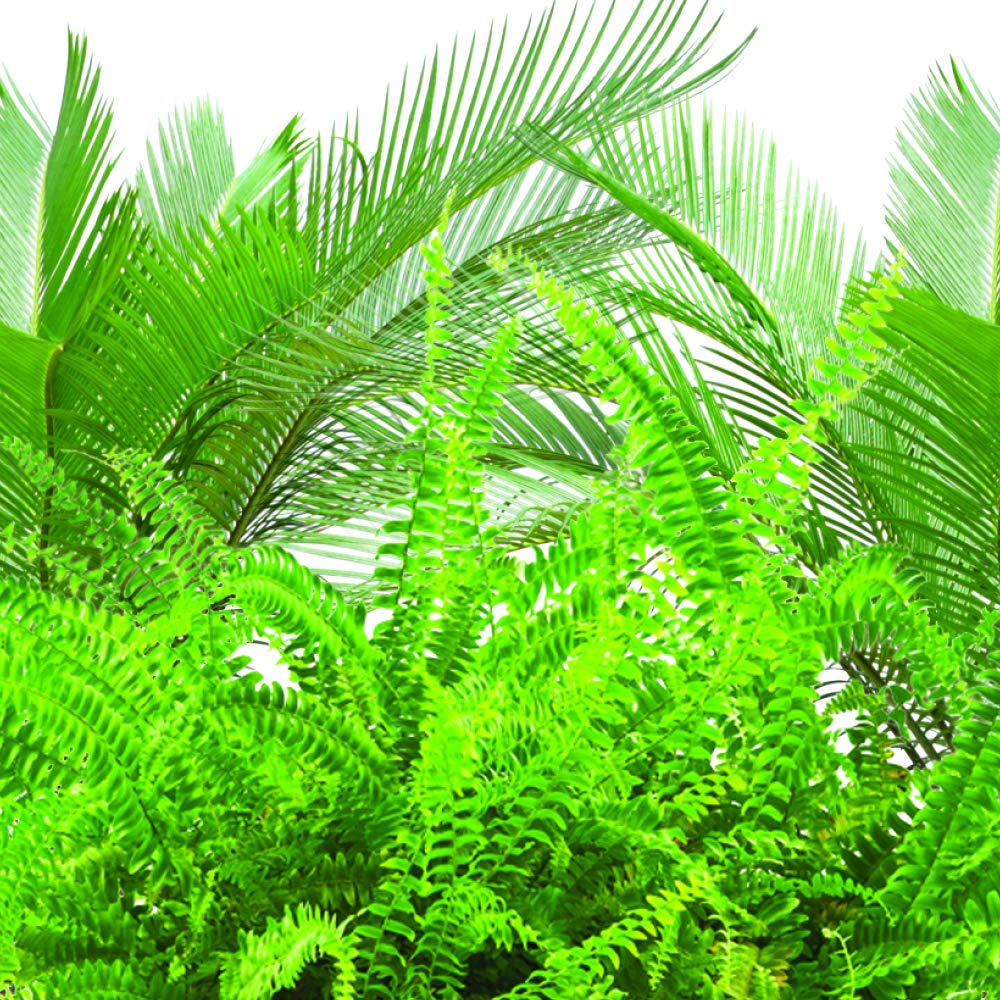 Jobe's Organics indoor plant care spikes help healthy growth.