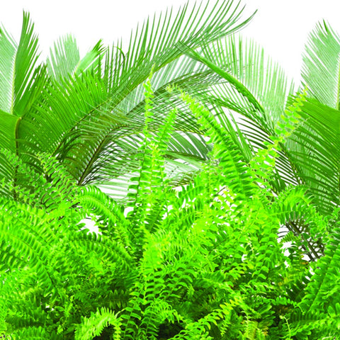 Jobe's Organics indoor plant care spikes help healthy growth.