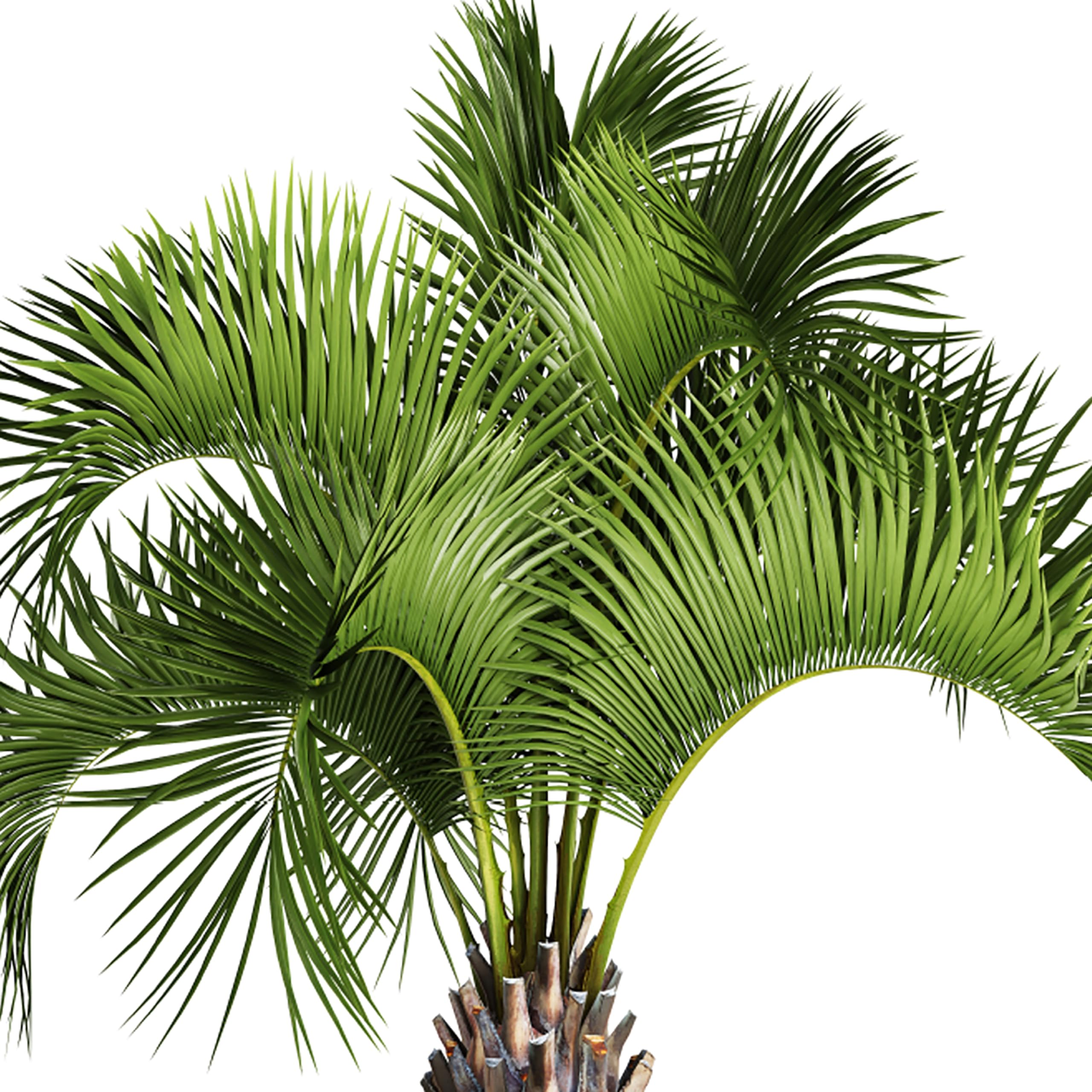 Jobe's Organics palm fertilizer reduces waste and runoff with precise dosing.