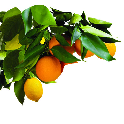 Jobe's Organics offers multiple formulas and pack sizes for different trees.