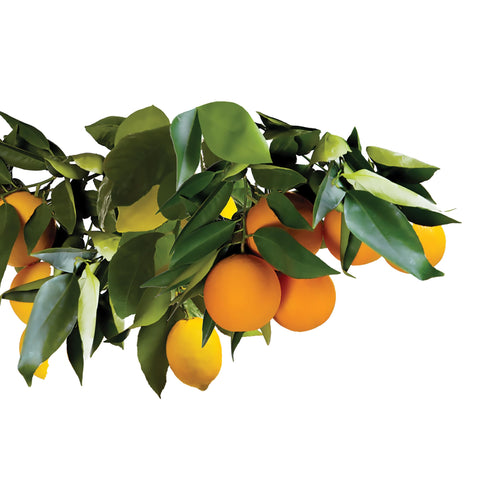 Lush yard scene with fruit trees receiving steady nutrition.