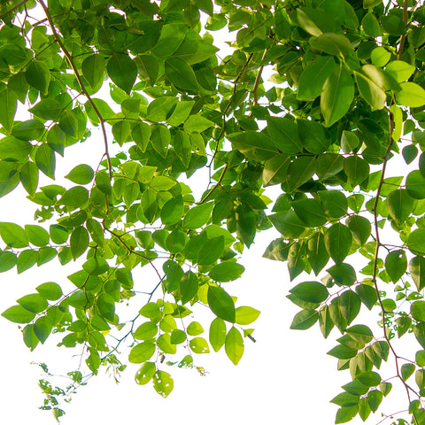 Nine-spike pack provides convenient care for multiple plants