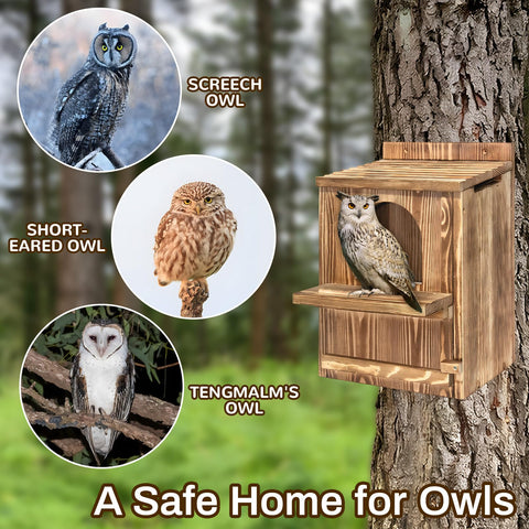 Jobsonslates owl box flip door for easy cleaning