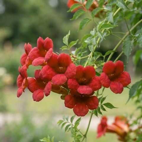 JOCADEW dark red hummingbird trumpet vine seeds in seed pack ready for planting.