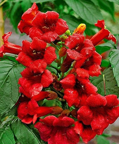 JOCADEW drought-tolerant trumpet vine seed package for low-water landscapes.