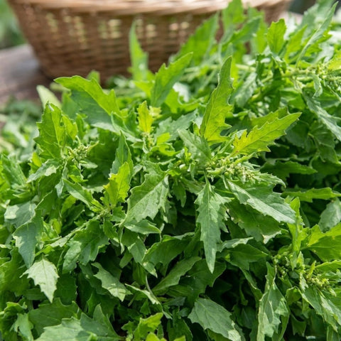 JOCADEW Epazote seedlings in pot demonstrate compact container growth