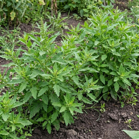 JOCADEW Epazote seeds closeup reveals small seeds and germination potential