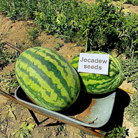 JOCADEW seeds direct-sown in sun-filled beds for easy gardening.