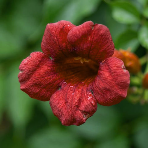 JOCADEW hardy trumpet vine for a sunlit border feature.