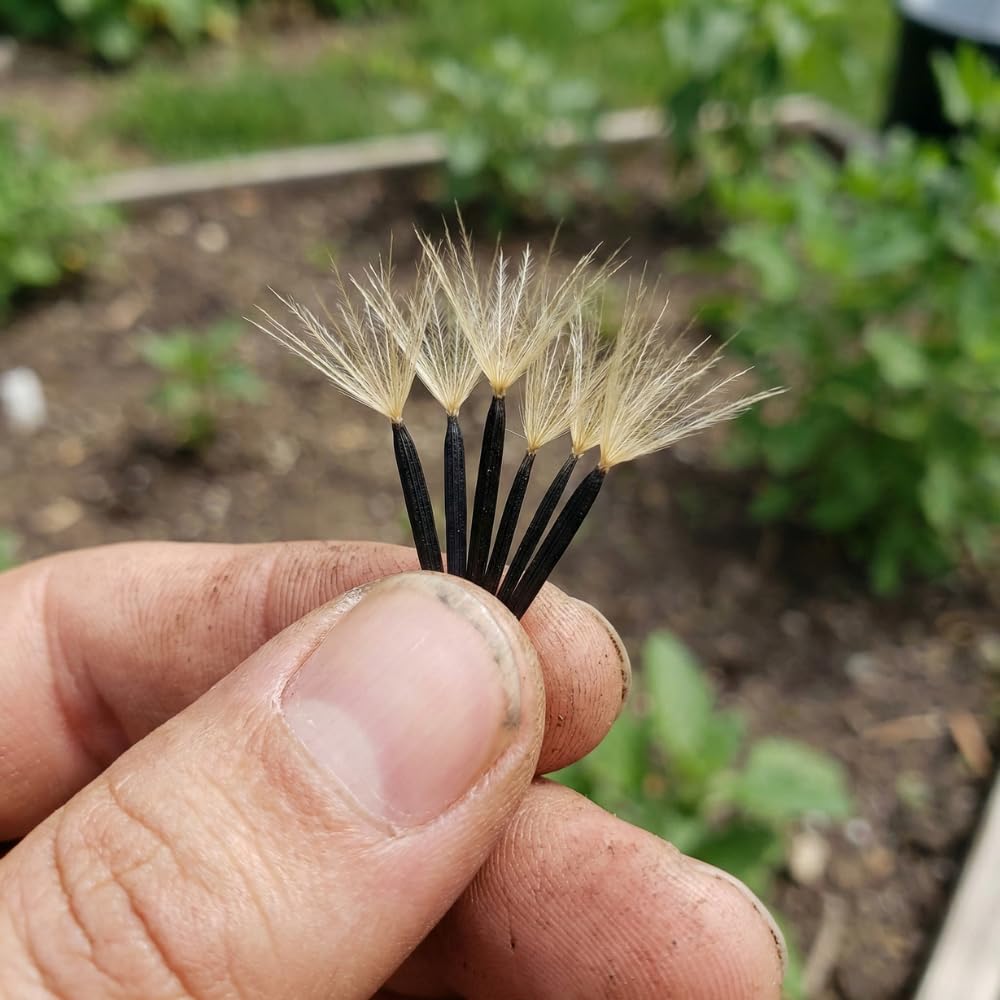JOCADEW papalo garden bed demonstrates easy seed-to-plant growth in warm sun.