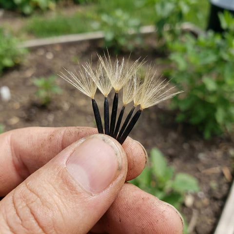 JOCADEW papalo garden bed demonstrates easy seed-to-plant growth in warm sun.