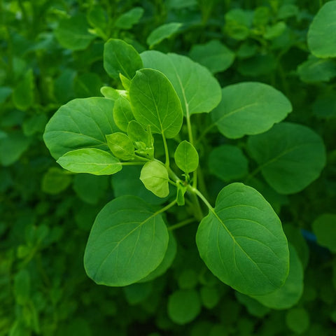 JOCADEW Papaloquelite leaves showcase vibrant aroma ideal for fresh salsas and stews.