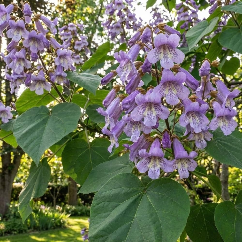 JOCADEW Paulownia Fortunei seeds bundle for fast-growing shade in sunny gardens