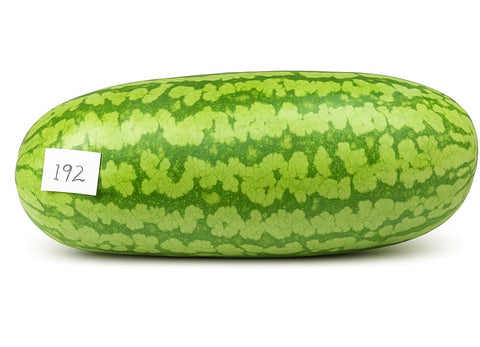 JOCADEW giant watermelon on vine indicating impressive fruit size.
