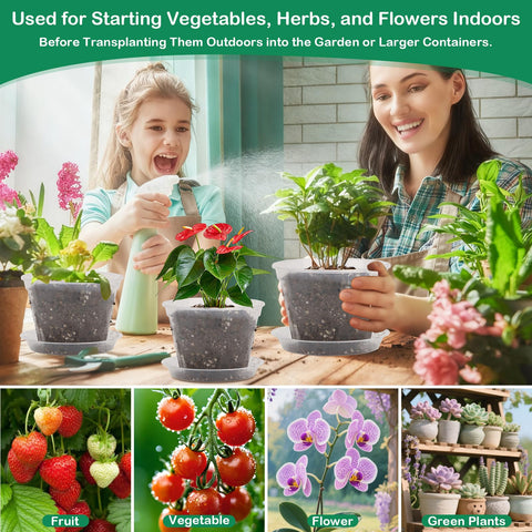 Jollidecor clear pots ideal for succulents, herbs, and orchids