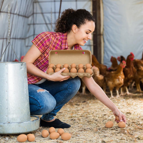 JolliLudo realistic chicken nest eggs encourage proper laying locations.