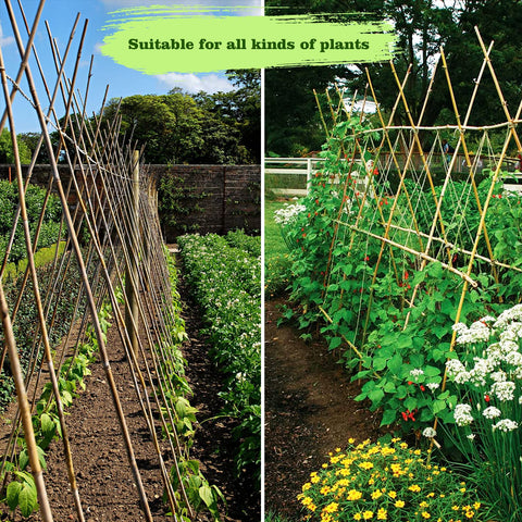 Jollybower 7ft bamboo stake keeps heavy fruit supported during growth