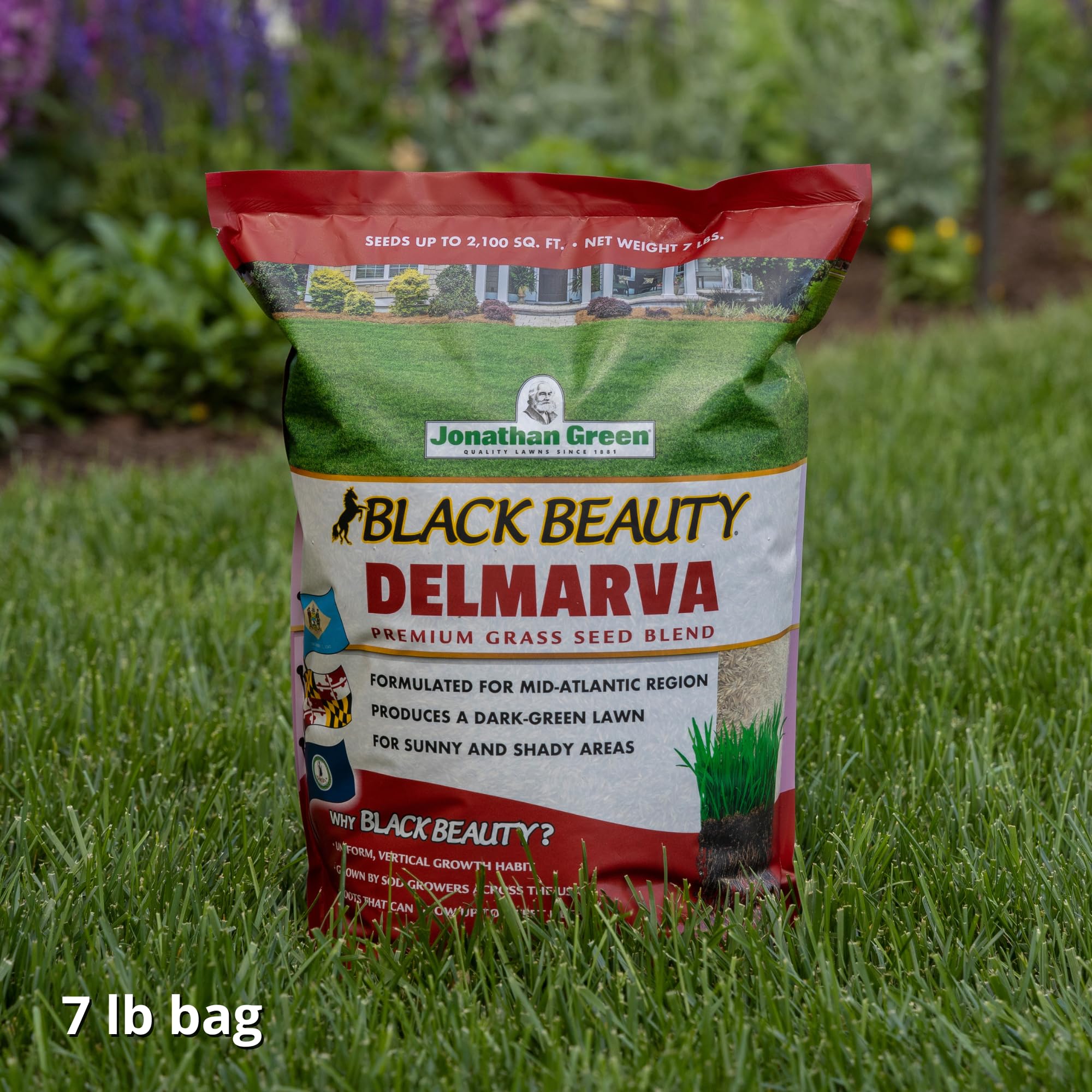Jonathan Green Black Beauty Delmarva lawn sowing action demonstrates easy reseeding