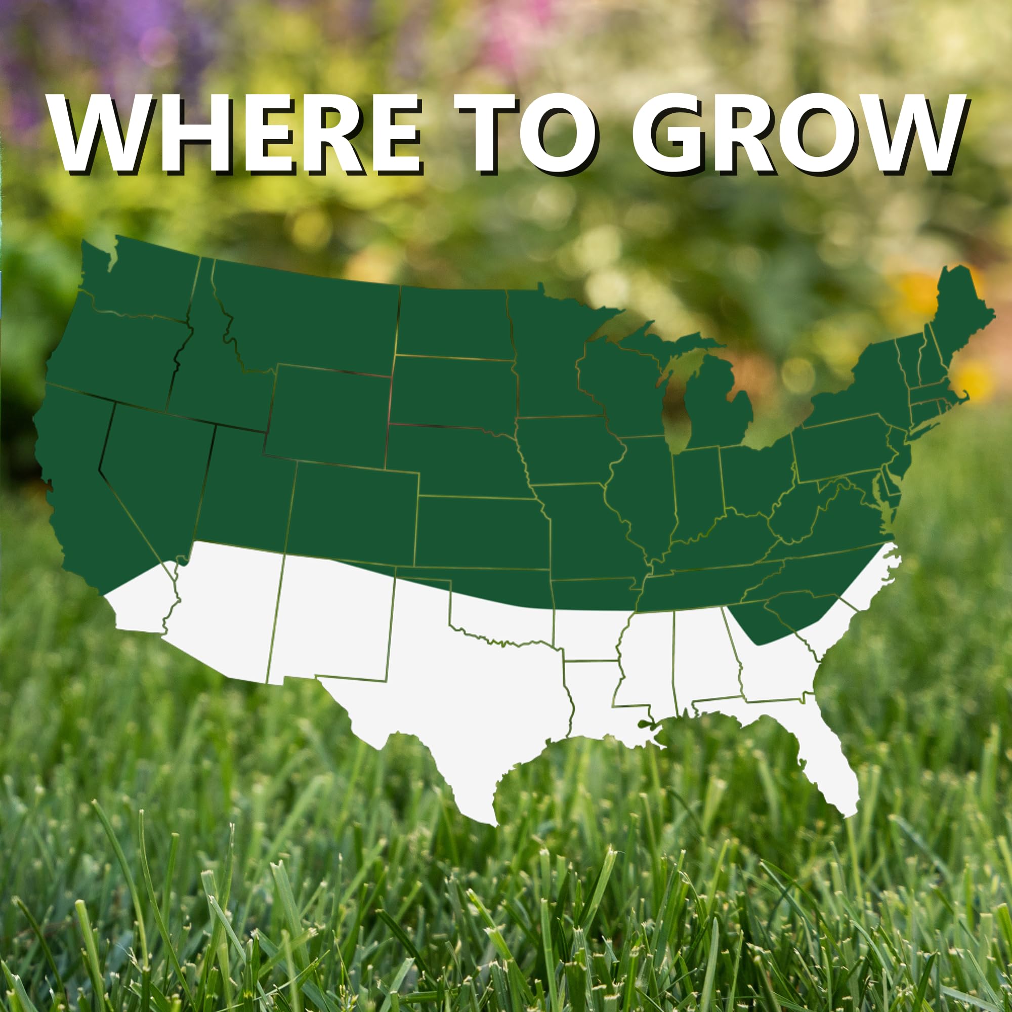 Jonathan Green Black Beauty Dense Shade Seed germinates quickly, forming a resilient green lawn.