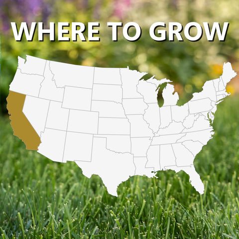 Jonathan Green seed with deep roots supports moisture retention.