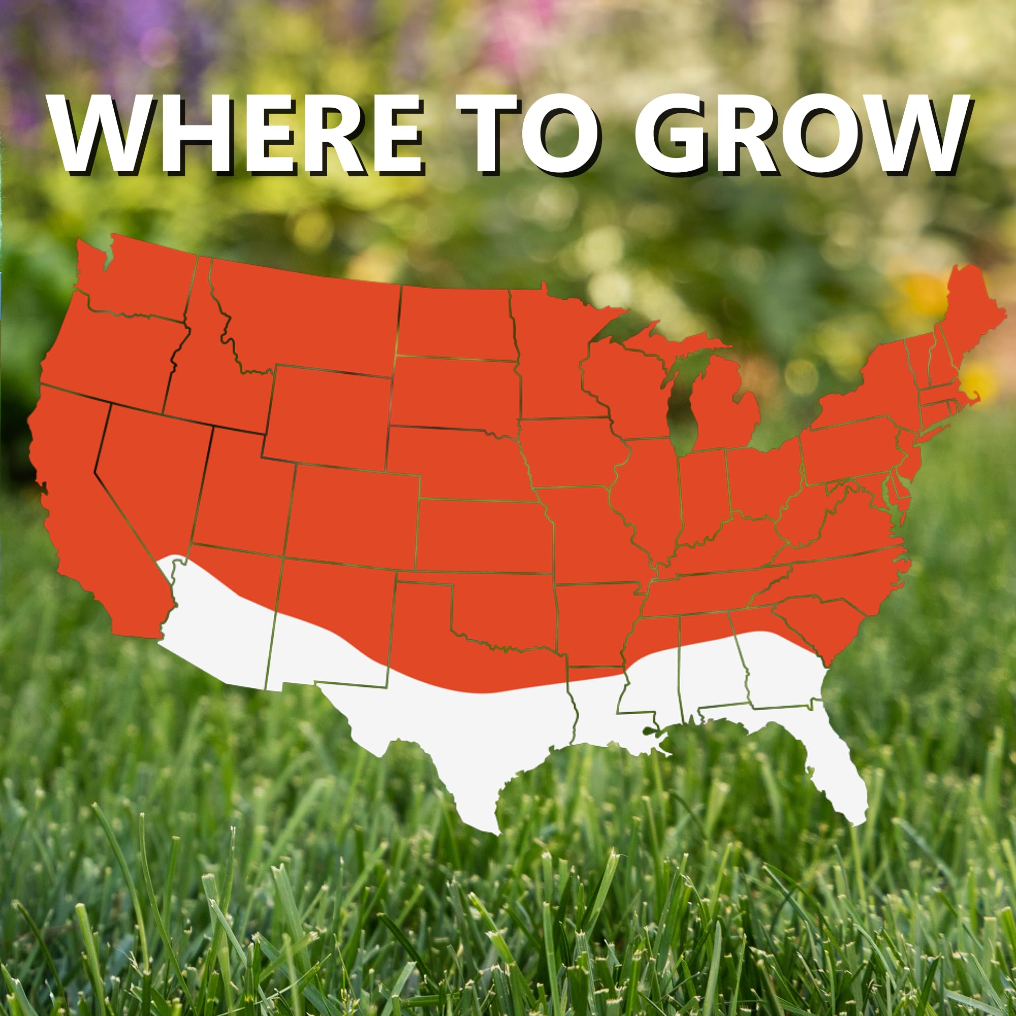 Jonathan Green Black Beauty heat-tolerant turf thriving in sunny yards.