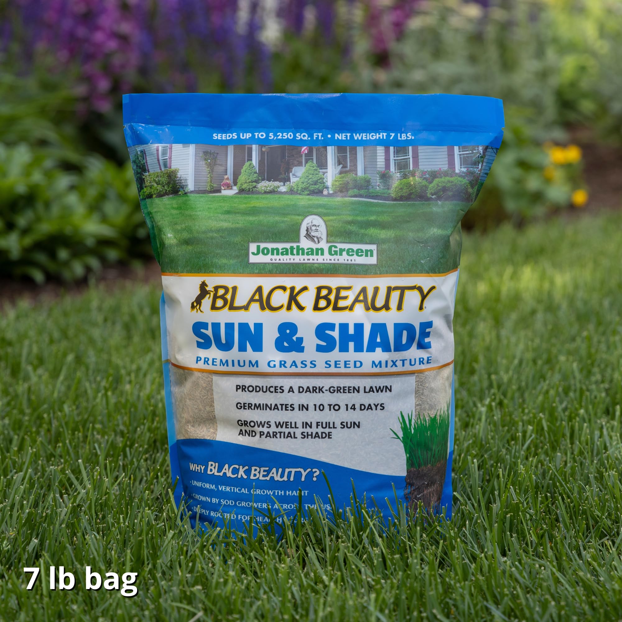 Overseeding option revives thin areas with Black Beauty seed