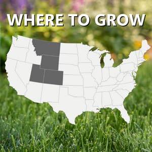 Jonathan Green Black Beauty Rocky Mountain grass blend close-up highlights deep roots and moisture retention.