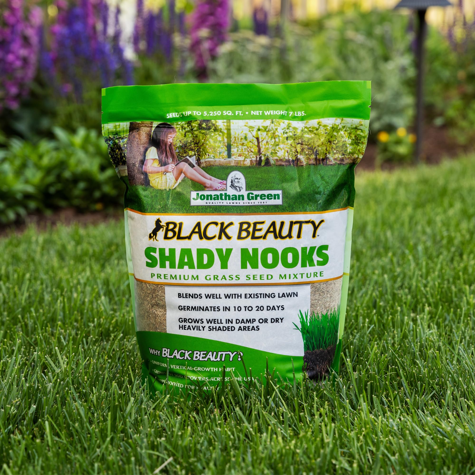 Jonathan Green Black Beauty seed spread in lawn demonstrates dense turf potential.
