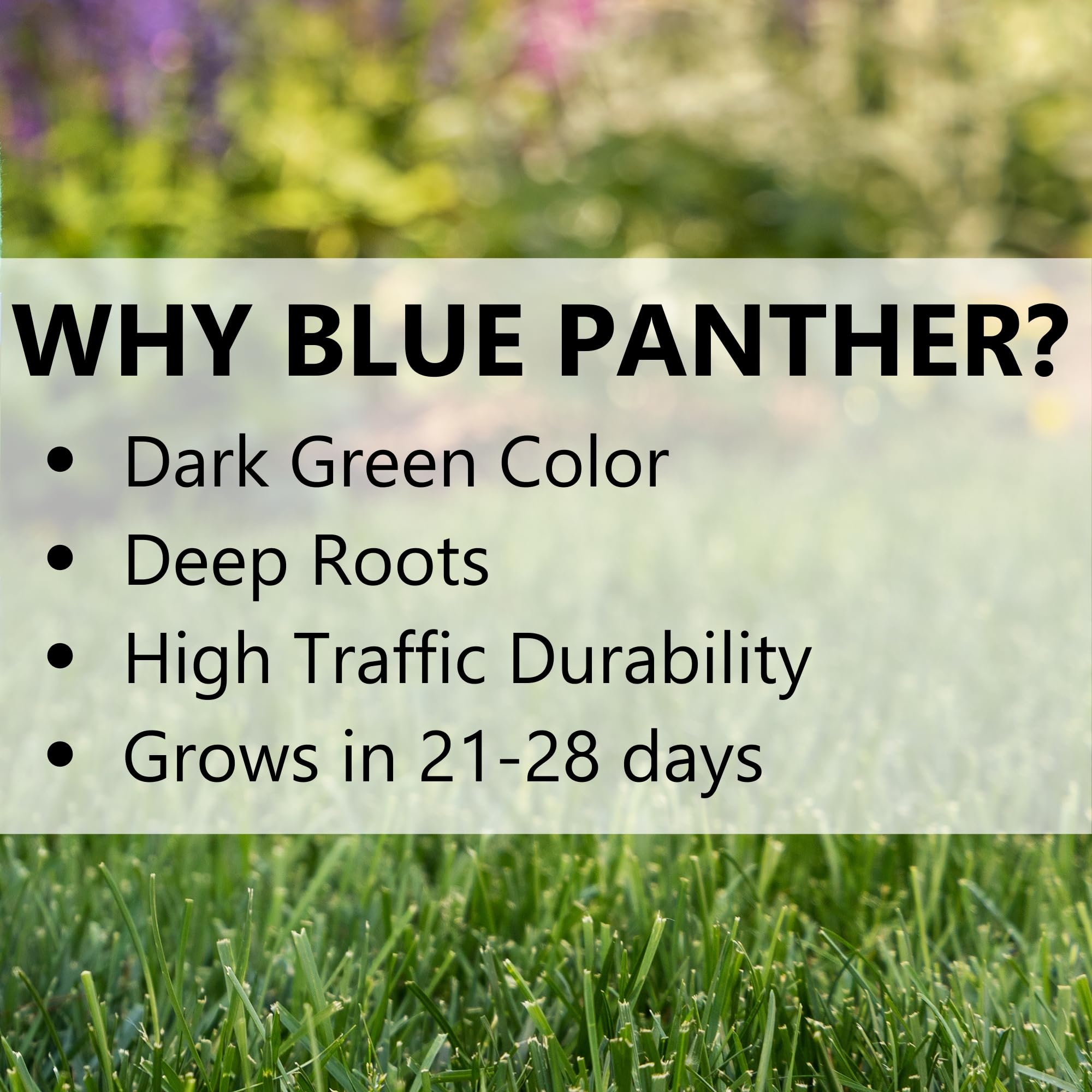 Jonathan Green Blue Panther seed covers up to 2,400 sq ft for new lawns.