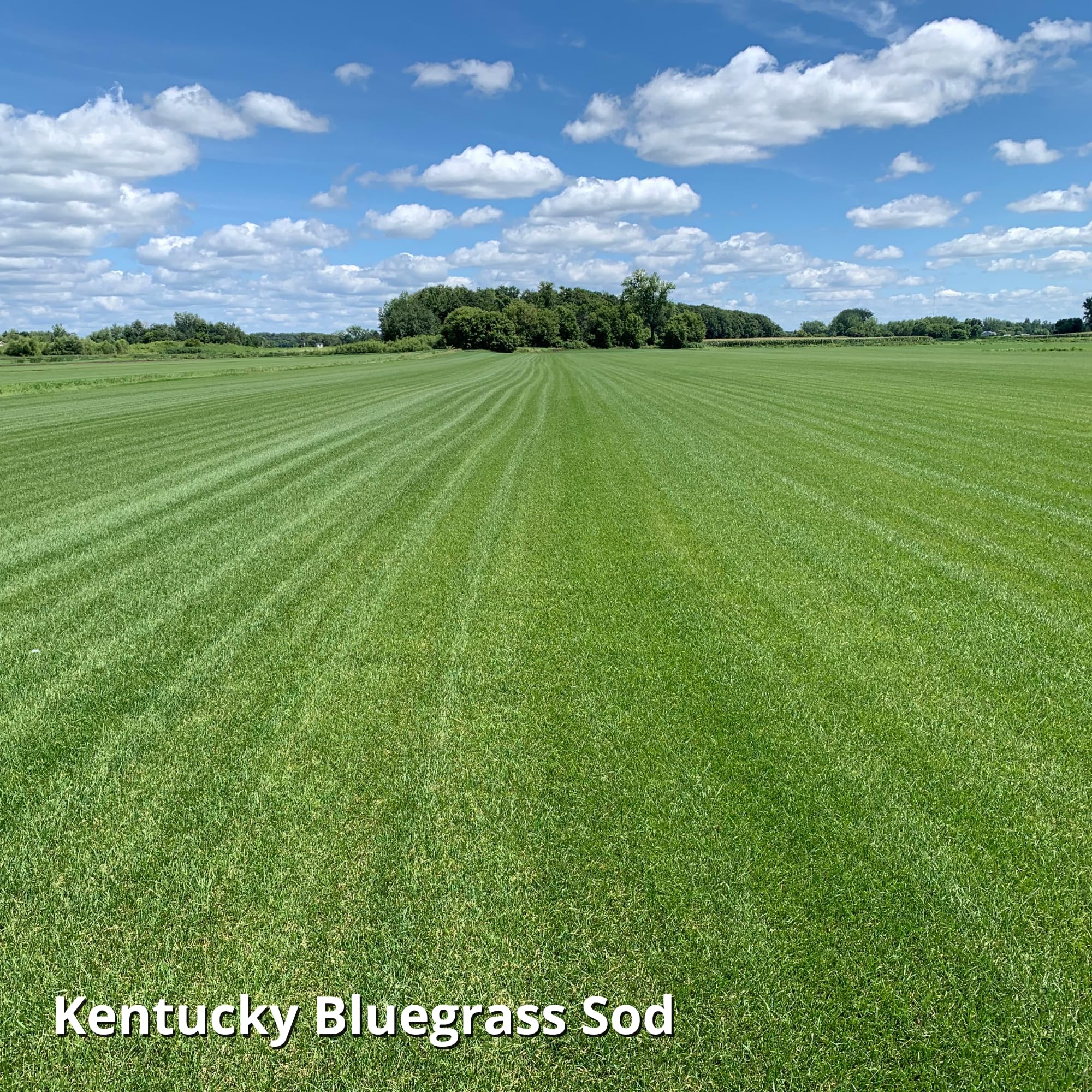 Dense dark-green Blue Panther turf forming a uniform lawn.