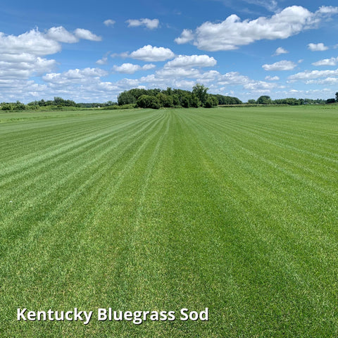 Dense dark-green Blue Panther turf forming a uniform lawn.
