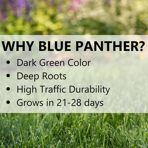 Overseeding application of Blue Panther seed on a thinning lawn to restore density.