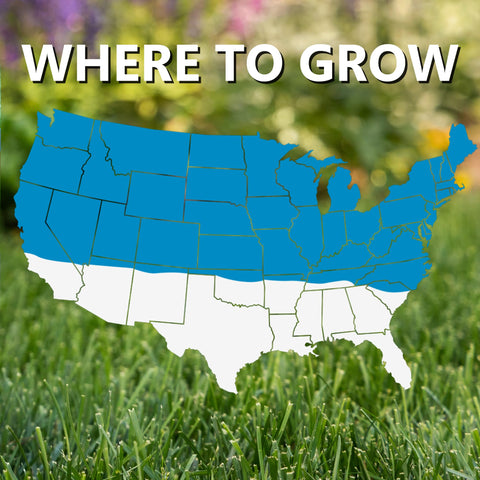 Germination timeline graphic for Blue Panther Kentucky Bluegrass seed.