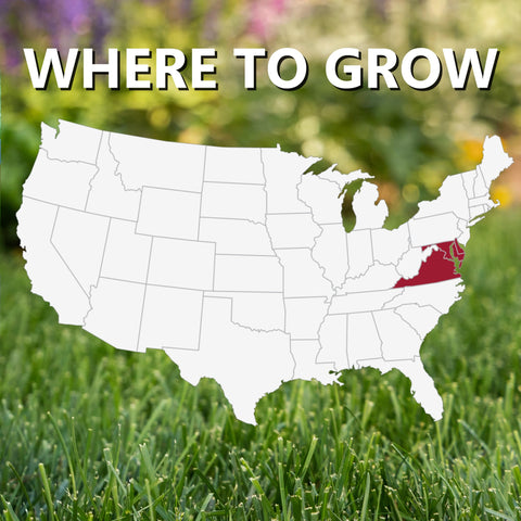 Jonathan Green Delmarva roots reach 4 feet for moisture retention.