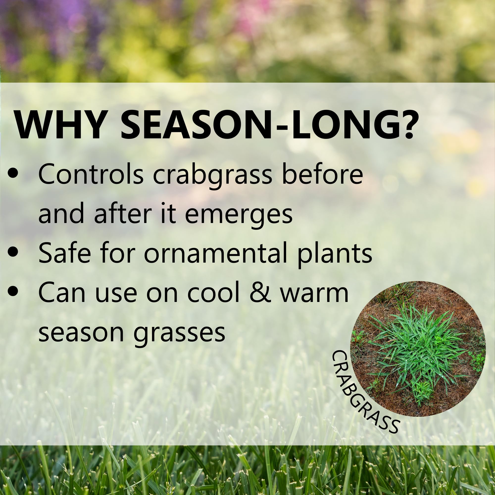 Lawn after application shows greener growth and fewer weeds.