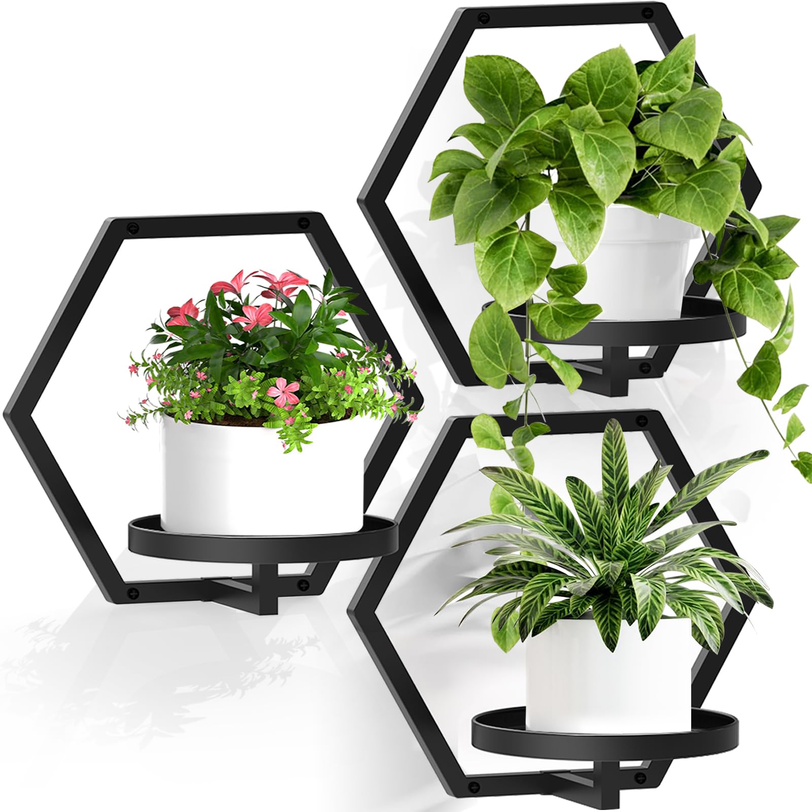 JOPBENG hexagonal wall planter on wall showcasing compact succulent display
