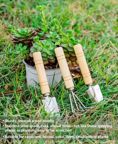 Josteve bonsai tools set enables delicate shaping of small plants.