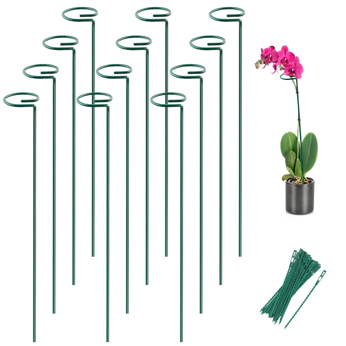 Joyhalo plant stakes with ring design stabilize stems for healthy growth.