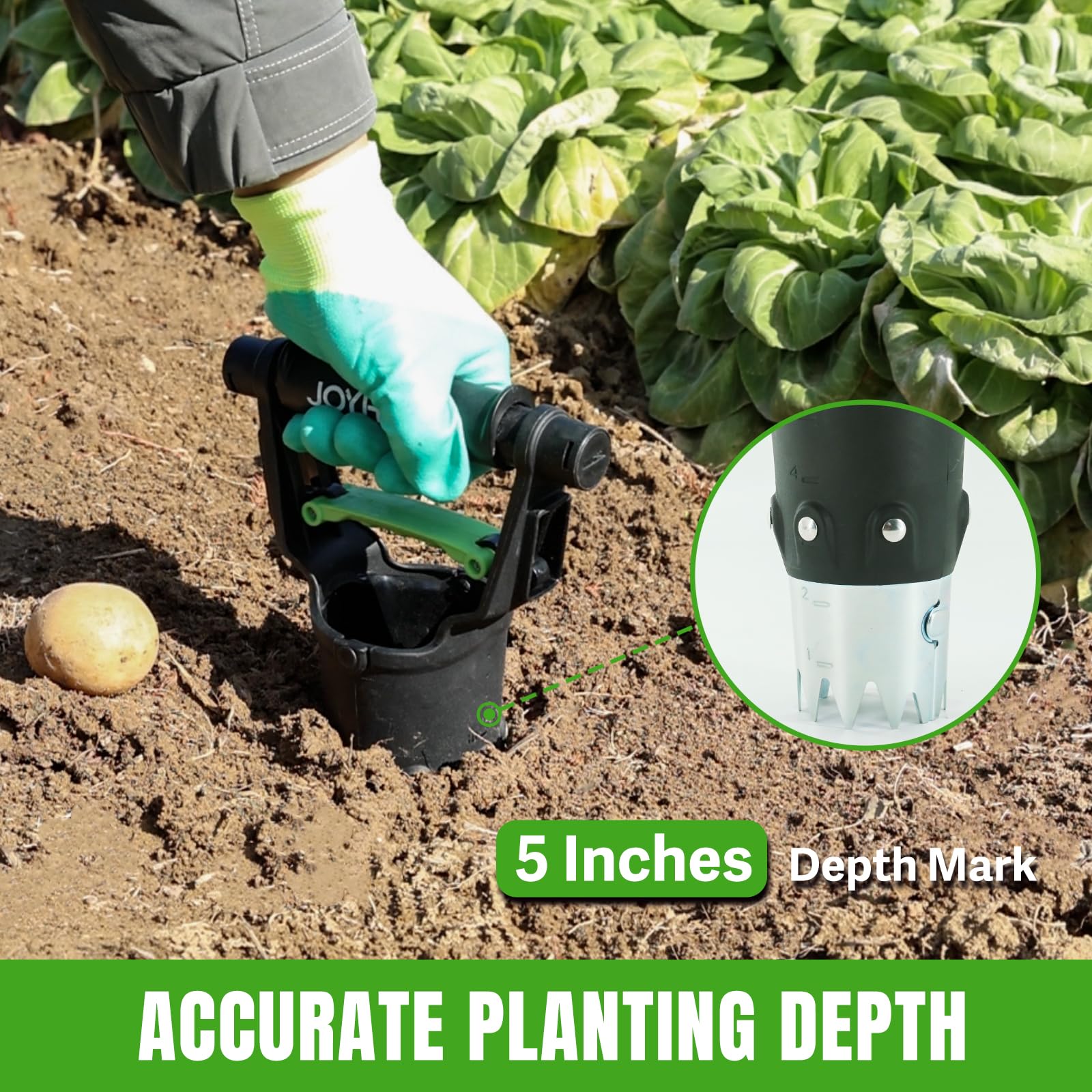 JoyHalo versatile bulb planter for tulips, daffodils, lilies, and more in your garden.