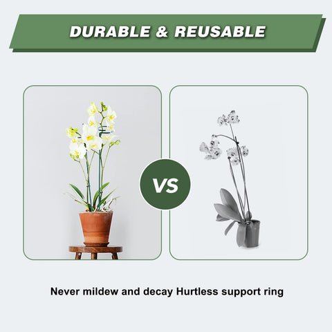 Joyhalo supports amaryllis and tomato seedlings during growth.