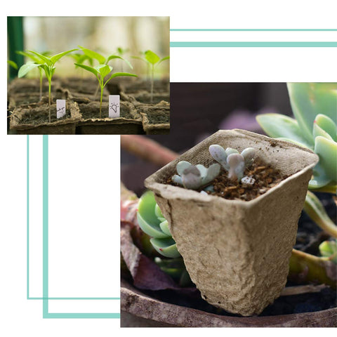 JOYSEUS eco-friendly biodegradable pots reduce waste during seedling propagation.