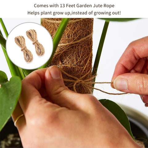 Joyseus monstera support ideal for guiding growth and air roots.