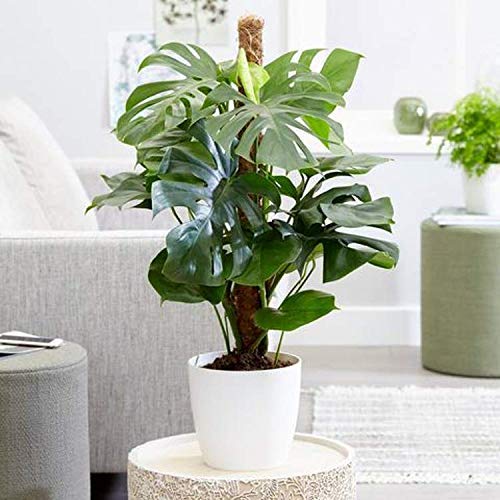 Joyseus plant staking for pothos and philodendron in pots.