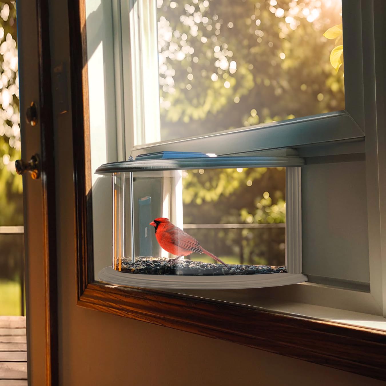 JOYSEUS feeder showcases vibrant plumage through a clear, unobstructed window view.