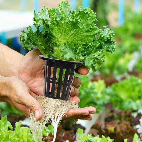 JpGdn durable, UV-resistant plastic net cups for long-lasting use in hydroponics.
