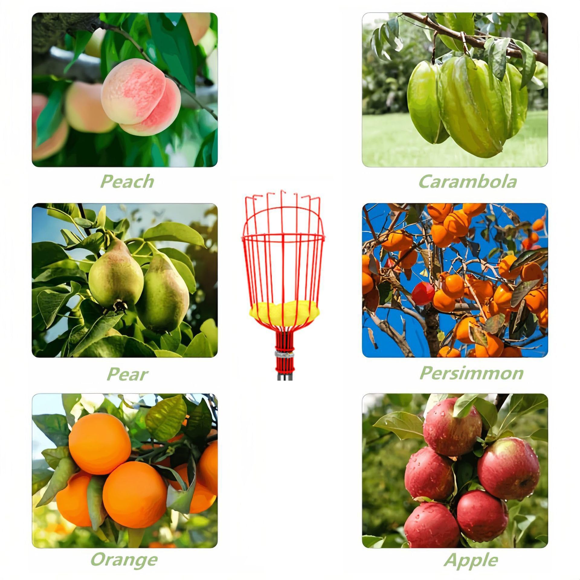JRPLXIML fruit picker basket ready for oranges, protecting fruit during picking.